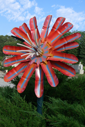 Giant Striped Daisy